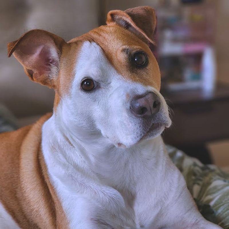 About LouVet Animal Clinic Vet In Louisville, KY 40222