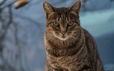 7 Cat Diseases You Can Prevent With Vaccination and Deworming