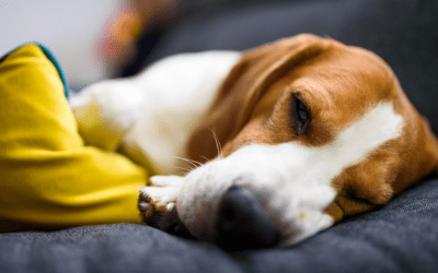 12 Dog Diseases You Can Combat with Vaccination and Deworming